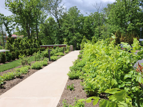 LaCross Botanical Gardens - Beech Promenade